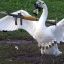 SwanWithGun