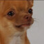 Sad Dog