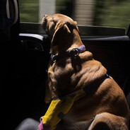 发呆的香辣鸡翅