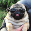 pug