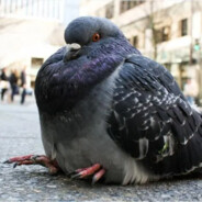 PigeonSheet