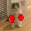 GATITO BOXEADOR