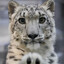Pawggers!