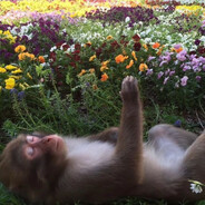 MEGA BABOON's avatar