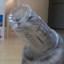 Sir Dude