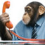 Business Chimp