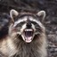 RacooN