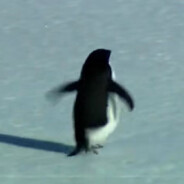 penguin