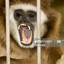 a lar gibbon