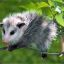 awsomepossum13