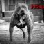 PitBull