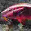 Yellow Bicolour Bearded Goatfish