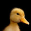 CanardFurtif