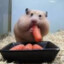 cx the fat hamster.com