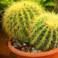 TastyCactus