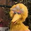 big bird