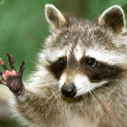 Kleiner Waschbär Finje