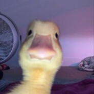 ducky