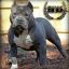 --|American Bully|--**