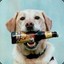 Beer Dog
