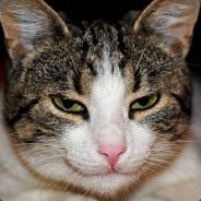 Meow Meow - steam id 76561197965548164