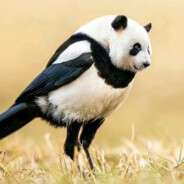 别看我，白给！