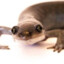 salamander man