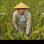 Rice Farmer