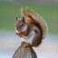 Red Squirrel Crusade