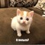 POTLATOE 4MO