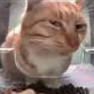 у котов нет губов - steam id 76561198174490685