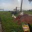 Flyckting