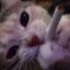 _Loupy