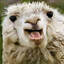 Llama