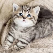 Szalony TomaszCASE.GIFT