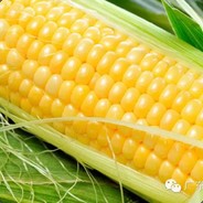 MAIZE