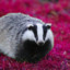 Badger