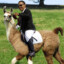 Obama Llama