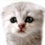 about 10 kittens