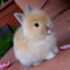 Little bunny fowfow &lt;3 xoxox