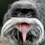 Monkey with a mustachio