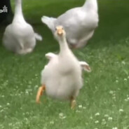 💞对不起我芒果过敏⚝