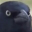 Judgemental_crow