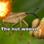 The Nut Weevil