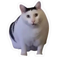 Huh Cat