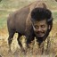 Neil DeGrasse Bison