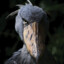 The Official Shoebill