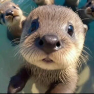 但求不遇黑槟榔