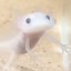 tiilotl's avatar