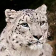cheese snowleopard